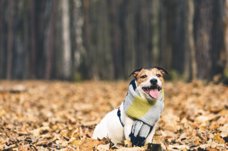 How do You Keep Your Dog Safe During the Winter Season?
